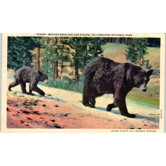 1960s Postcard Mother Bear and Cub Hiking Yellowstone National Park SE5
