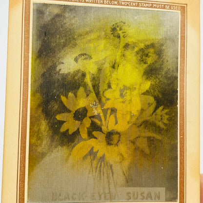 1906 Post Card Lenticular Girl Black Eyed Susan PA7