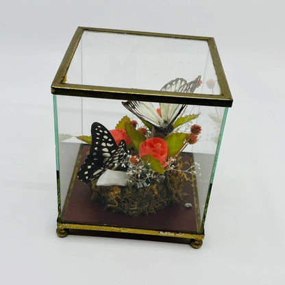 Vintage Taxidermy Butterfly Mounted Glass Box Terrarium Price Products 4.5” TD5