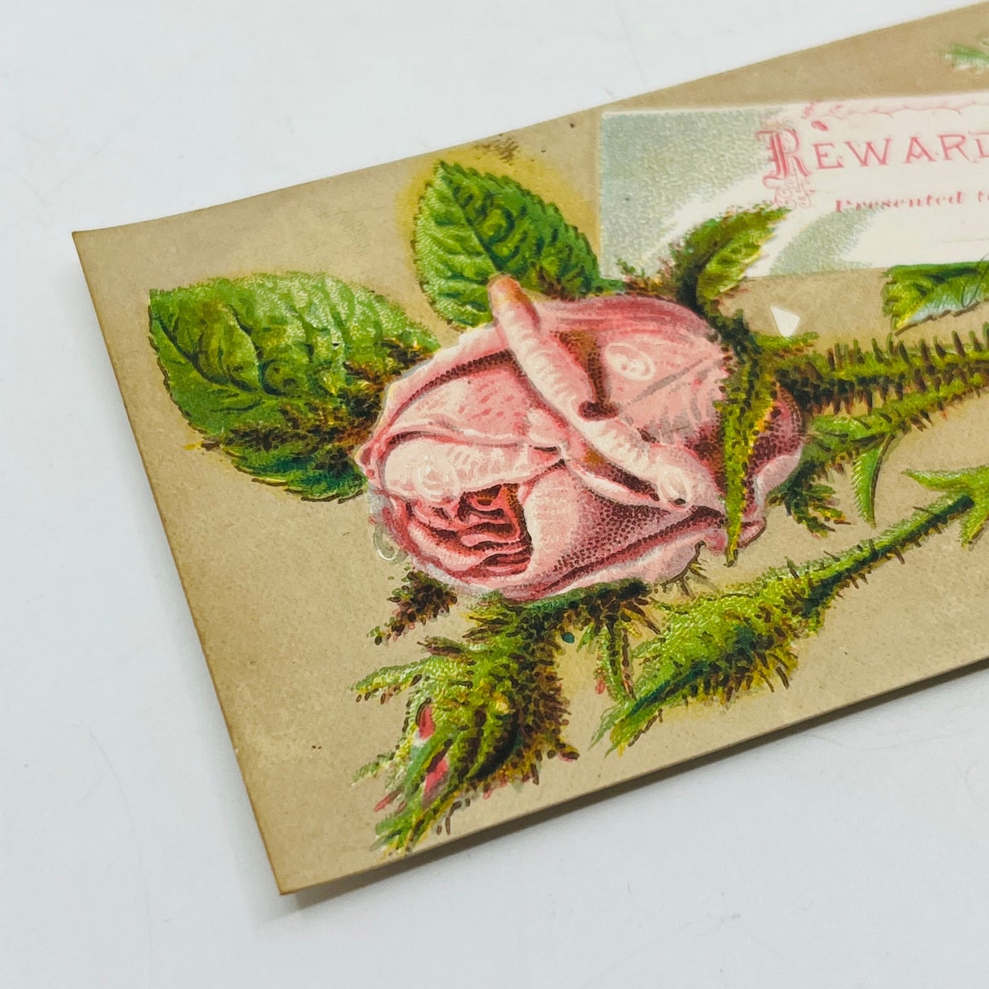 1880s Victorian Reward of Merit Award Card Pink Cabbage Rose Boston AH9-M10