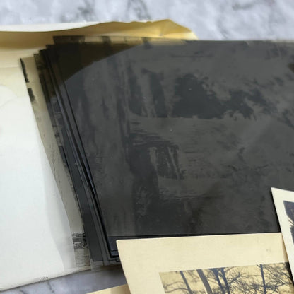 1925 Collection of Photos, Negatives Trees in CA San Diego Lake Arrowhead TK1-PL