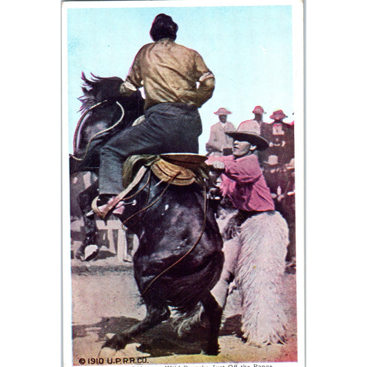Ride on a Wild Bronco Just Off the Range Cowboy Rodeo Original Postcard P2-10