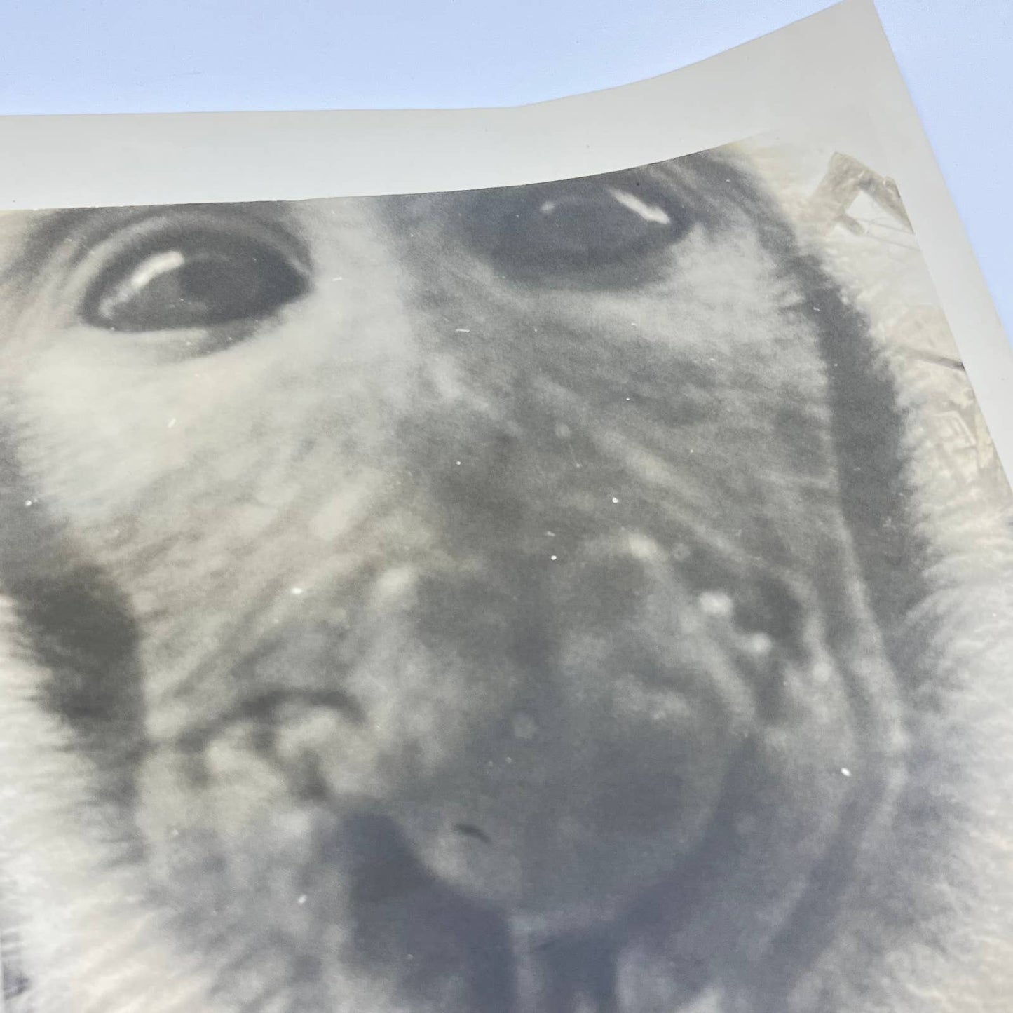 Vintage Large Black and White Closeup Photo of Monkey 8x10 AA7