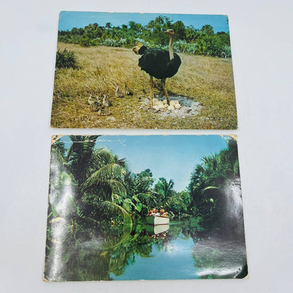 Set of 2 Vintage MCM Jumbo Florida Postcards Ostrich Boca Raton 9 x 6.5”  C7