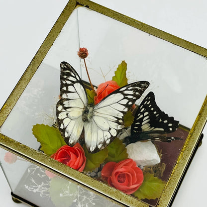 Vintage Taxidermy Butterfly Mounted Glass Box Terrarium Price Products 4.5” TD5