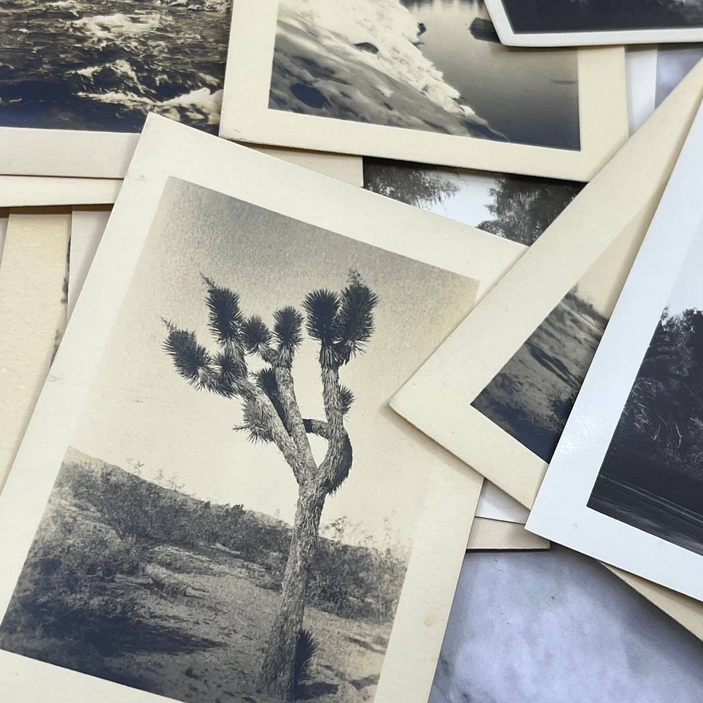 1925 Collection of Photos, Negatives Trees in CA San Diego Lake Arrowhead TK1-PL