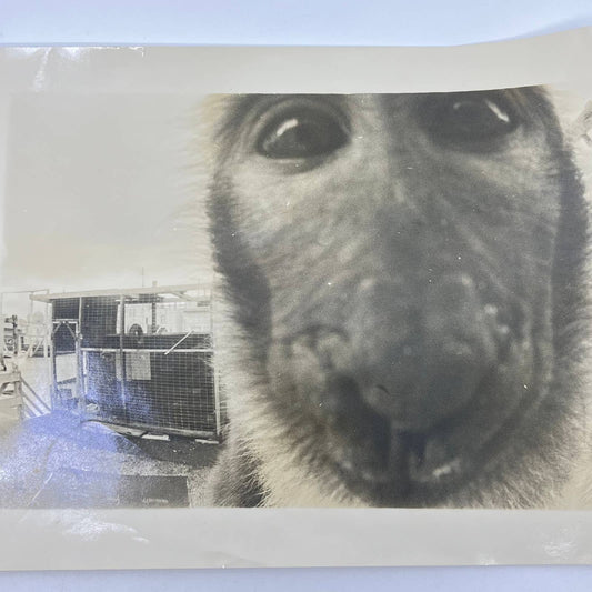 Vintage Large Black and White Closeup Photo of Monkey 8x10 AA7
