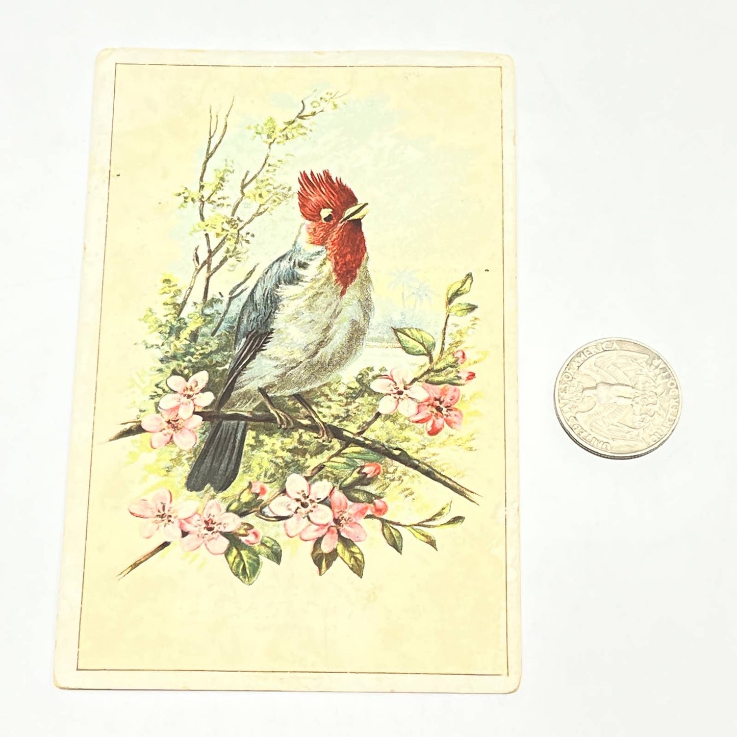 1880s Trade Card Kauai Red Crested Cardinal J. Eimerbrink Jr York PA AB6