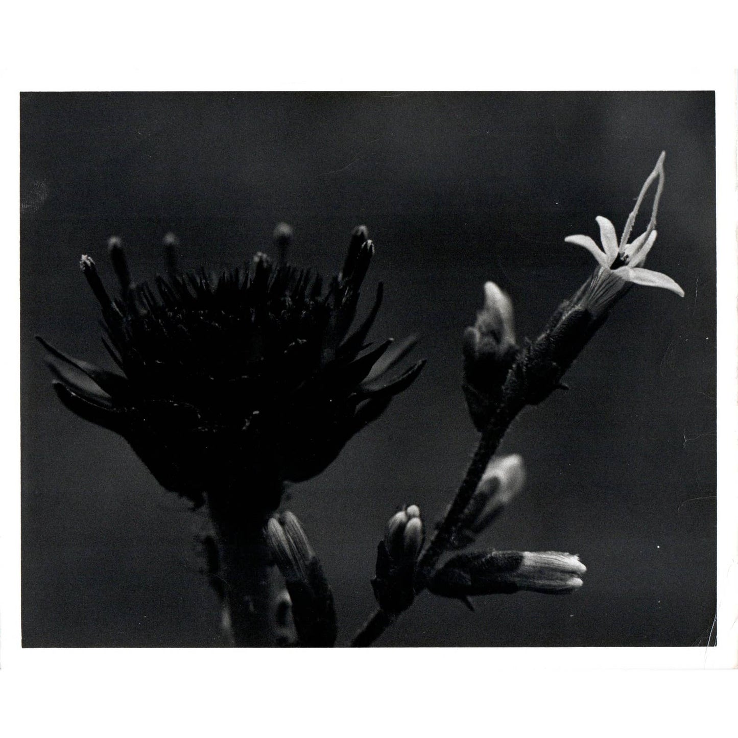 c1970 Original Photograph Bell Flower Wildflowers Flowers 8x10" AD6