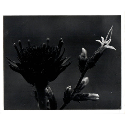 c1970 Original Photograph Bell Flower Wildflowers Flowers 8x10" AD6