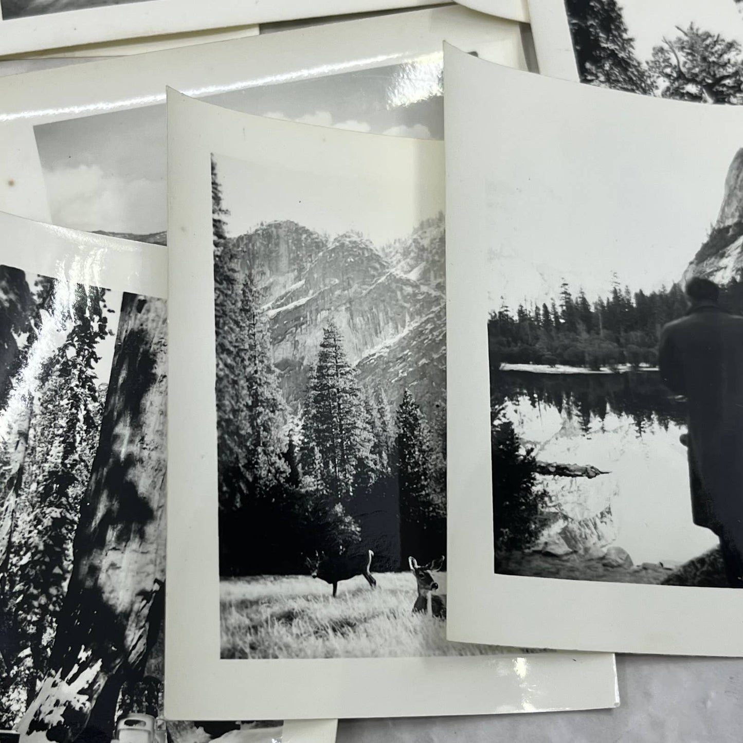 1939 Collection of Photos & Negatives of Yellowstone Park in the Winter TJ9-PG6