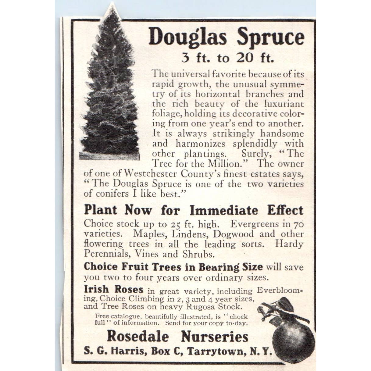 c1920 Harper's Magazine Ad Douglas Spruce Rosedale Nurseries Tarrytown NY EA3-4
