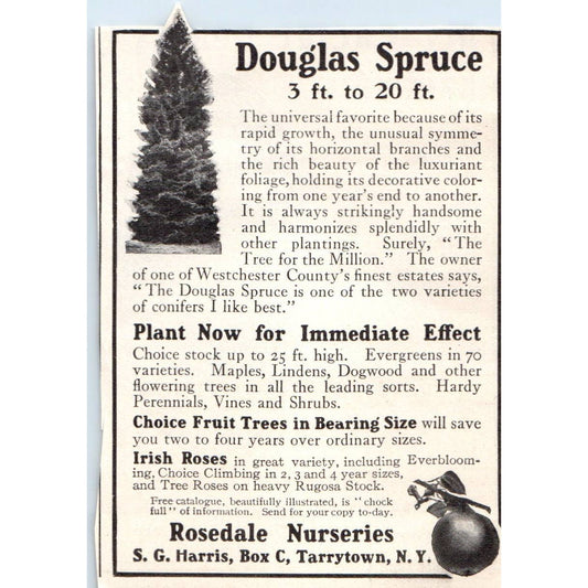 c1920 Harper's Magazine Ad Douglas Spruce Rosedale Nurseries Tarrytown NY EA3-4