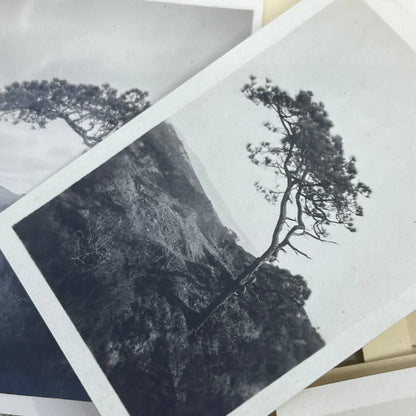 1925 Collection of Photos, Negatives Trees in CA San Diego Lake Arrowhead TK1-PL
