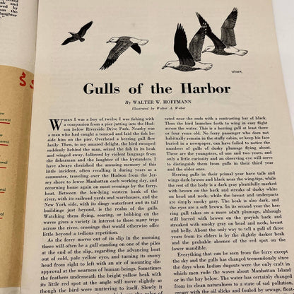 Nature Magazine Nov 1945 - Canada Lynx Hexom Gulls of the Harbor TC1