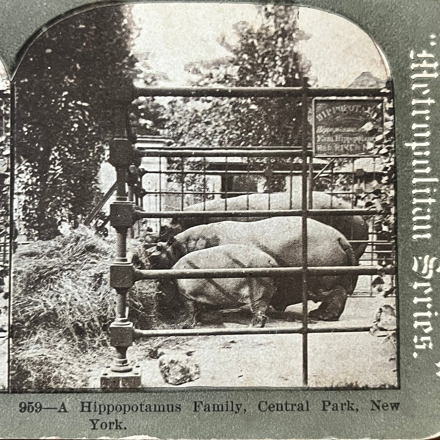 Hippopotamus Family Central Park New York Antique Stereoview Card H2-4