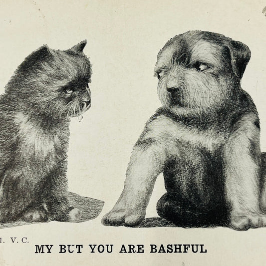 1910s Post Card Humor Illustrated Anthropomorphic Dog and Cat Bashful PA6