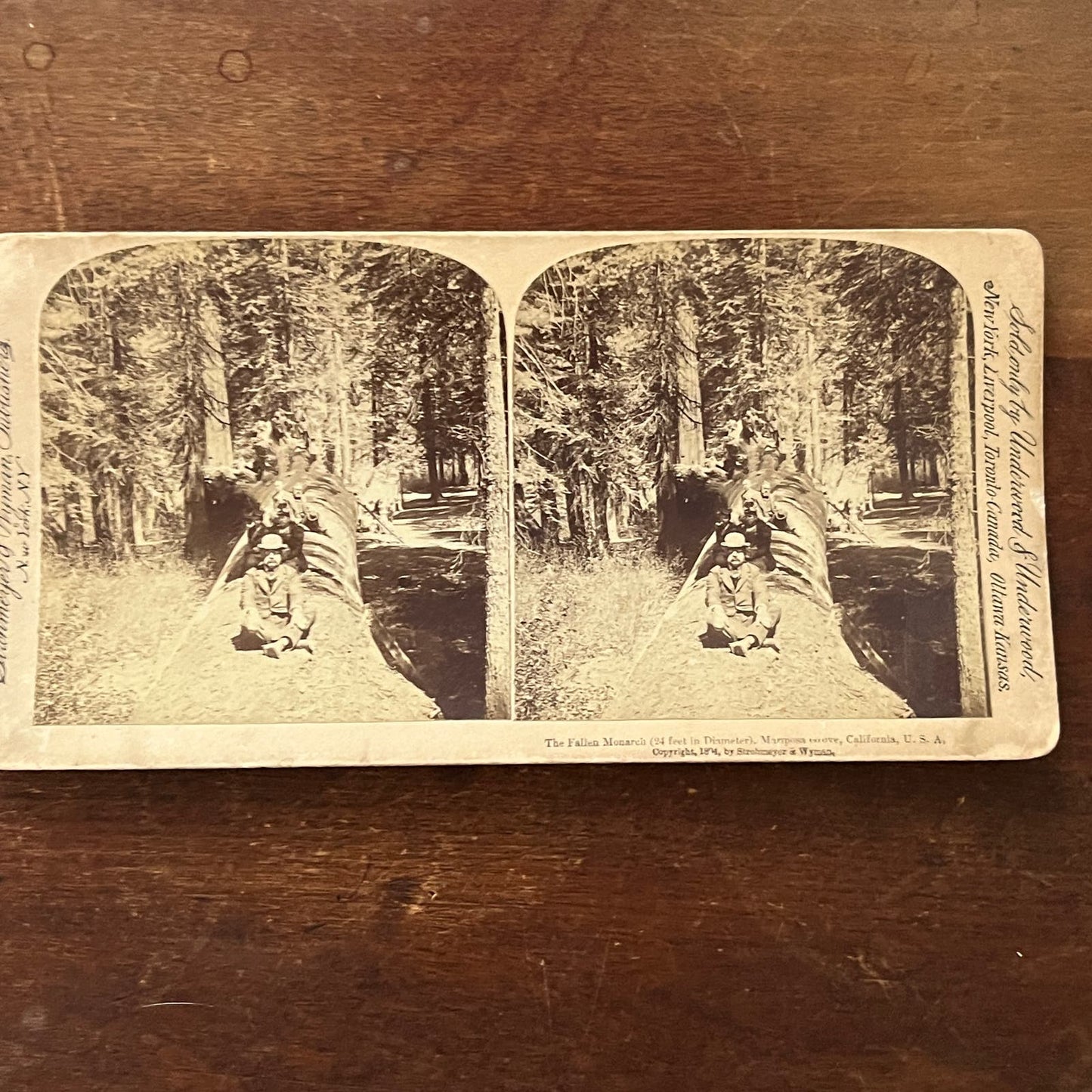 Fallen Monarch Redwood Mariposa Grove CA 1894 Antique Stereoview Card TJ9-V2