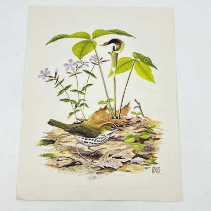 Vintage Art Print The Ovenbird Chuck Ripper 8.5 x 11 AA8