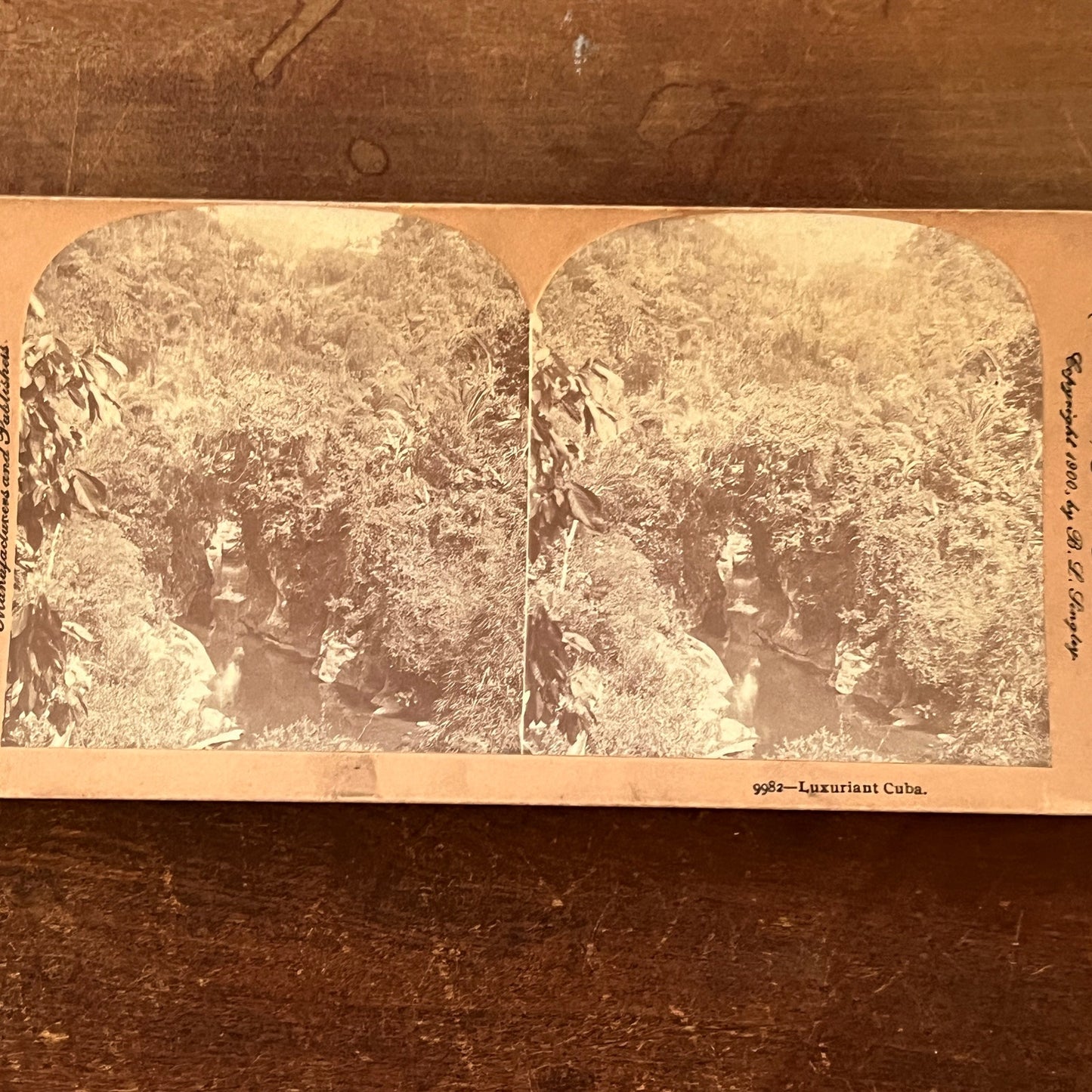 The Jungles of Luxuriant Cuba 1900 Antique Stereoview Card H2-3