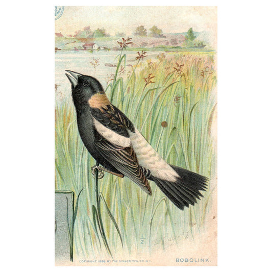 Bobolink Bird Singer Sewing Machines Trimmed - 1880s Victorian Trade Card TJ8-3