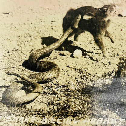 RPPC Rattlesnake Killing Rabbit Snake Hare Doubleday Unused Postcard PA1