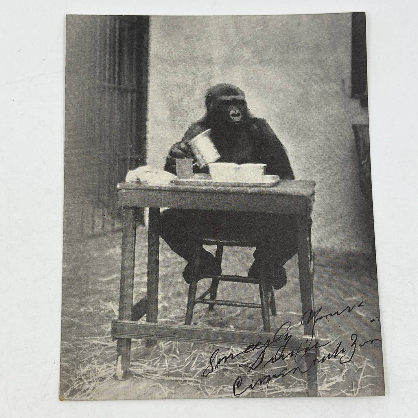1937 Brief History of Susie Gorilla Cincinnati Zoo Book & Photo Card AC2