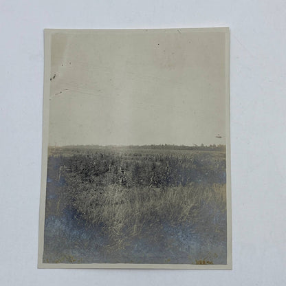 1903 Original Sepia Photograph View of Rice Fields in Louisiana AC7