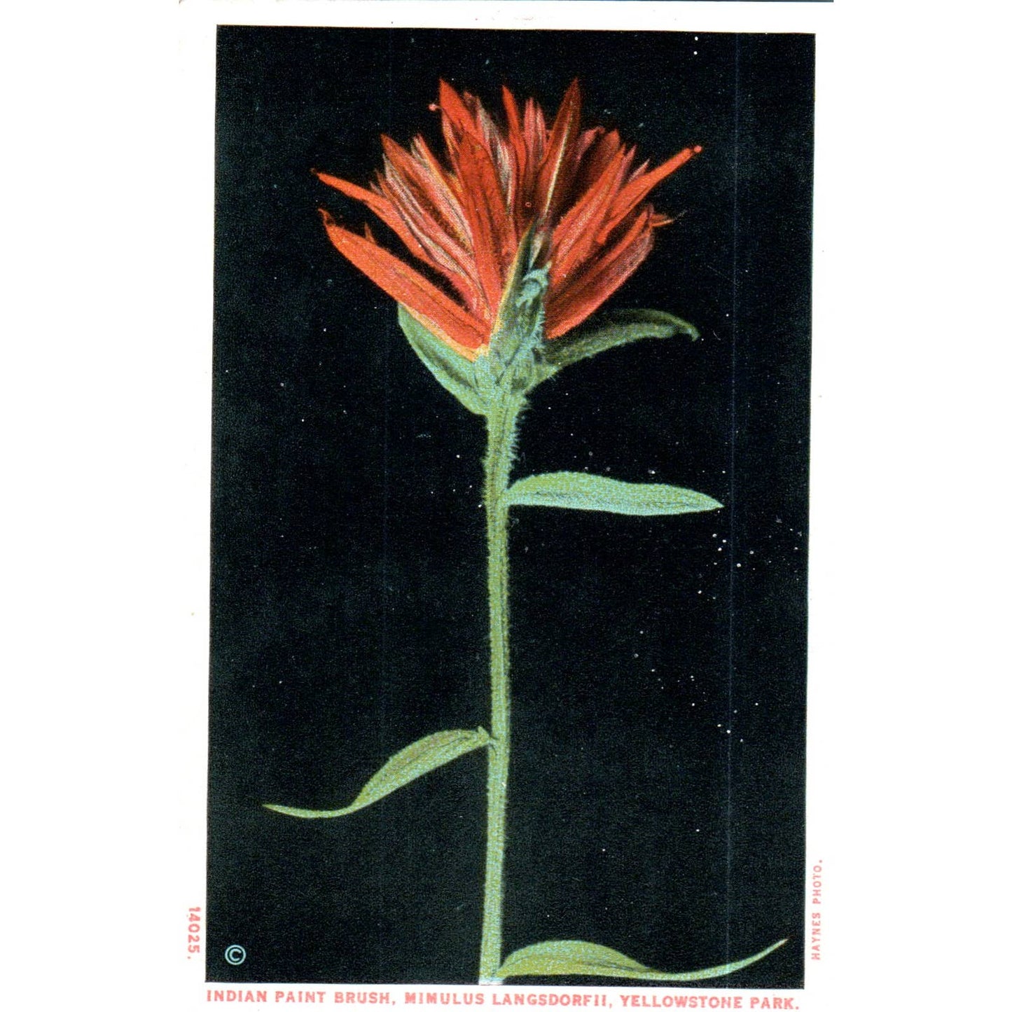 Indian Paint Brush Mimulus LangsdorfII Yellowstone Original Postcard TK1-P15