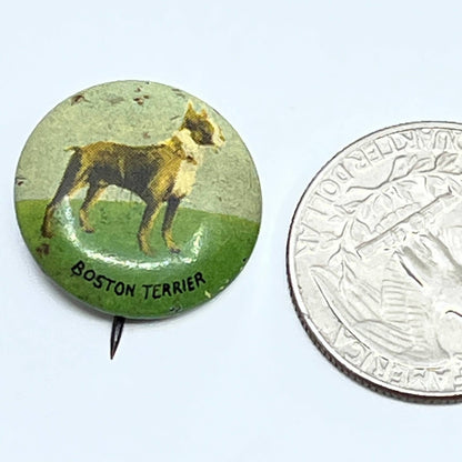 Vintage 1930s Boston Terrier Dog Celluloid Pinback Button SD9