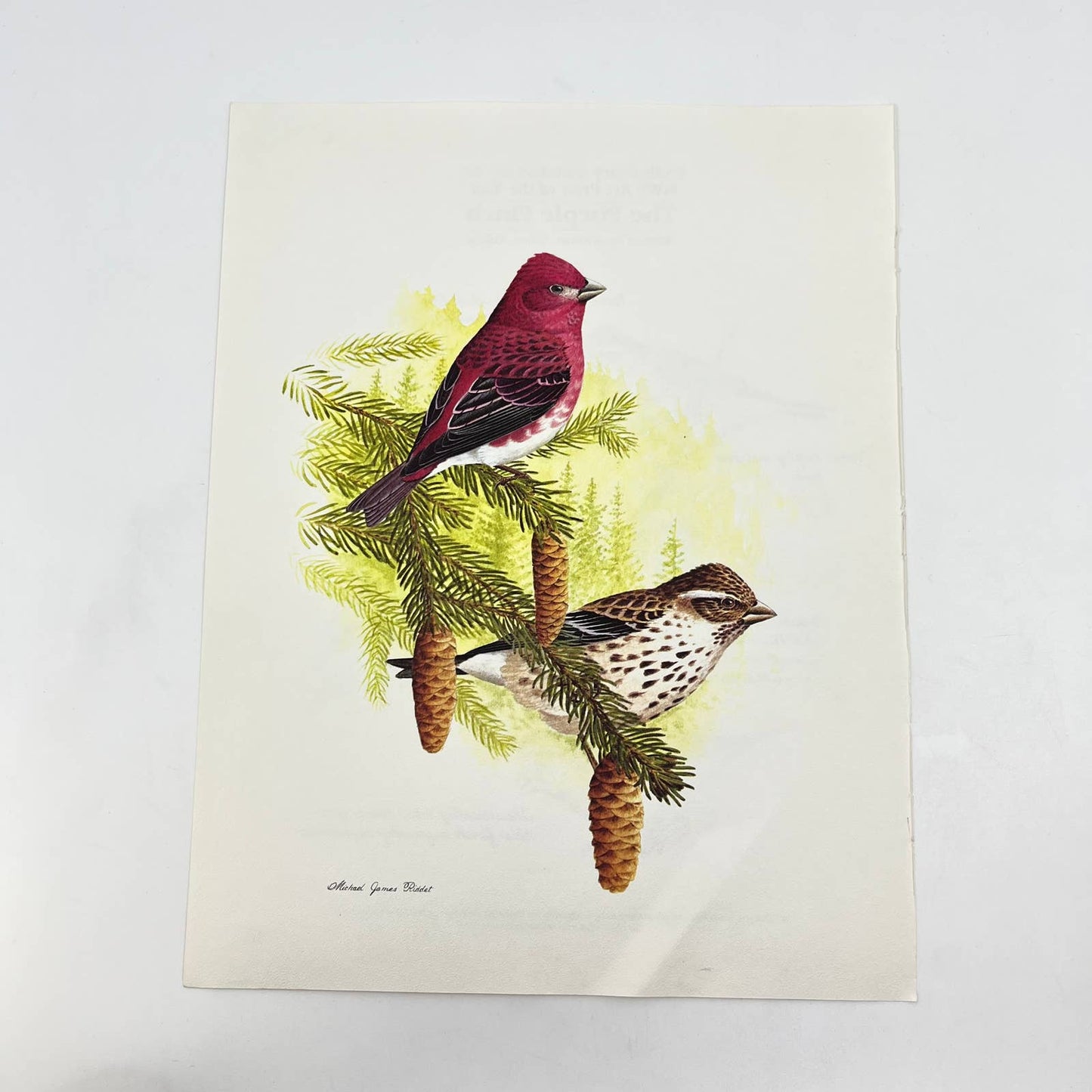 Vintage Art Print Purple Finch Michael James Riddet 8.5 x 11 AA8