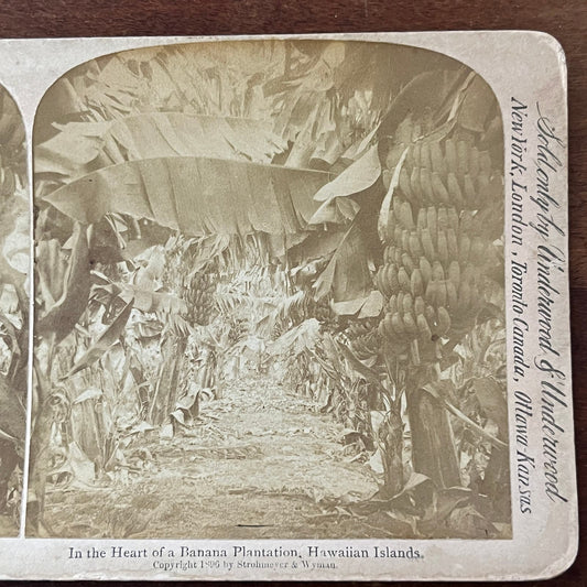 Banana Plantation in Hawaiian Islands 1896 Antique Stereoview Card TJ9-V3