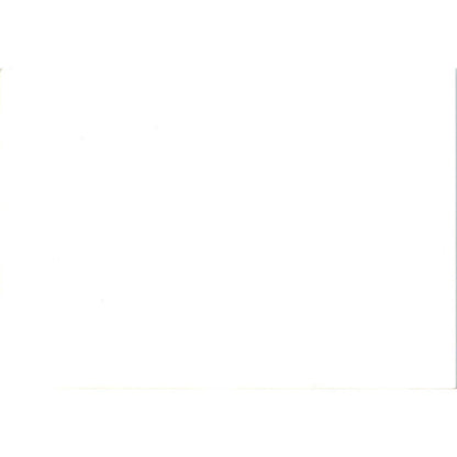 c1970 Original Photograph Ornithogalum Star of Bethlehem Flowers 5x7" AD6