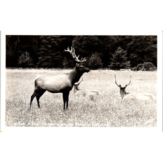 Bull Elk Redwood Highway California RPPC Original Postcard P1-12