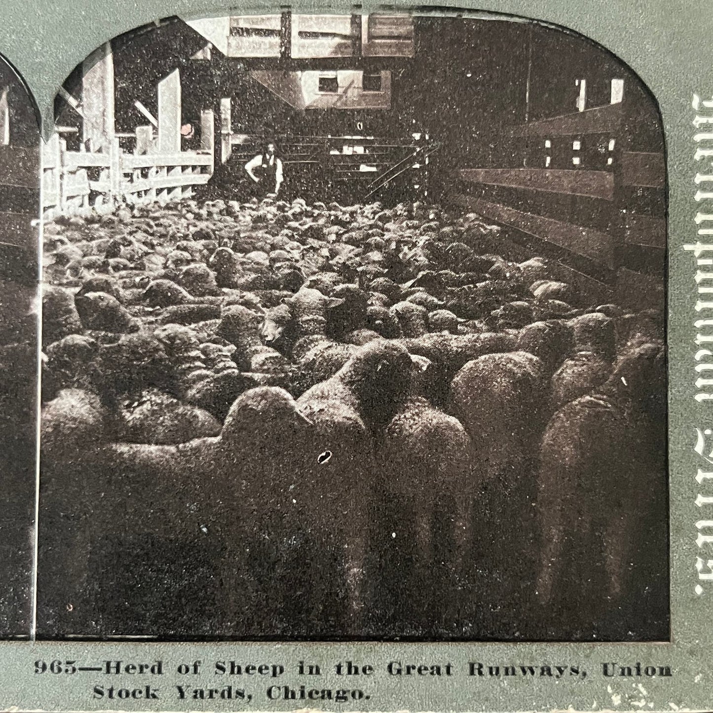 Herd of Sheep, Great Runways Union Stockyards Chicago Antique Stereoview TJ9-V2