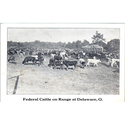 Vintage Postcard Federal Cattle on Range at Delaware Ohio TD9