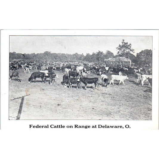 Vintage Postcard Federal Cattle on Range at Delaware Ohio TD9