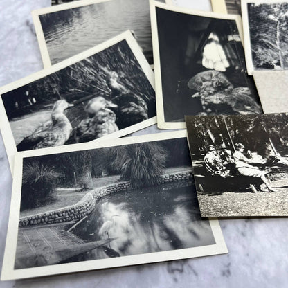 1920s Collection of Photos & Negatives of Birds and Animals TJ9-PG4