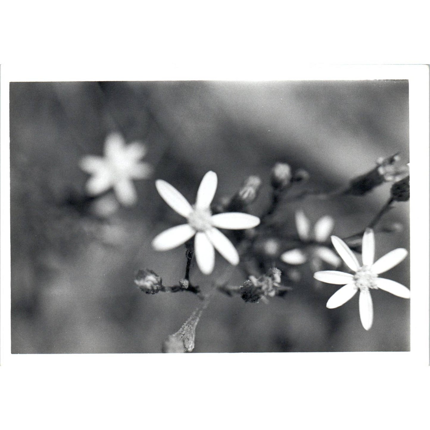 c1970 Original Photograph Ornithogalum Star of Bethlehem Flowers 5x7" AD6