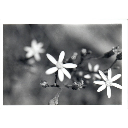 c1970 Original Photograph Ornithogalum Star of Bethlehem Flowers 5x7" AD6