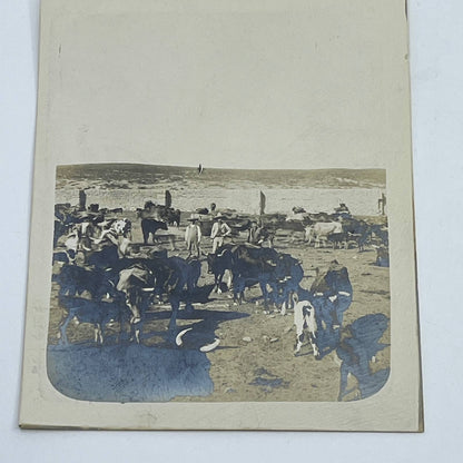 1903 Original Sepia Photograph Cattle Herd at Hacienda Tetillas Zacatecas AC7