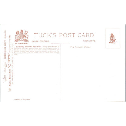 Egypt Pasturing the Pyramids Raphael Tuck Oilette Original Postcard TK1-P14