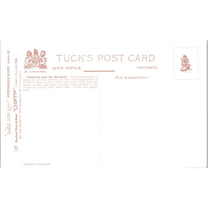 Egypt Pasturing the Pyramids Raphael Tuck Oilette Original Postcard P2-12