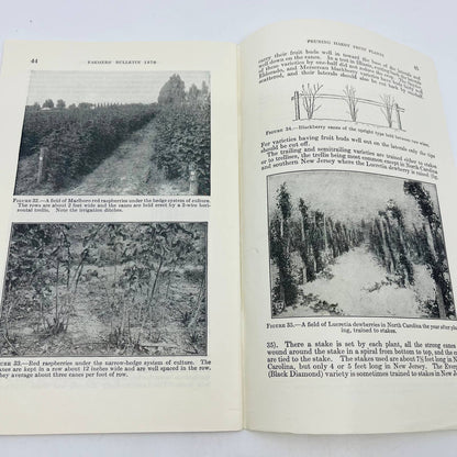 1950s Pruning Hardy Fruit Plants US Department of Agriculture Booklet SB7