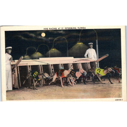 Dog Racing at St. Petersburg Florida 1950s Original Postcard TK1-23