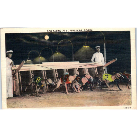 Dog Racing at St. Petersburg Florida 1950s Original Postcard TK1-23