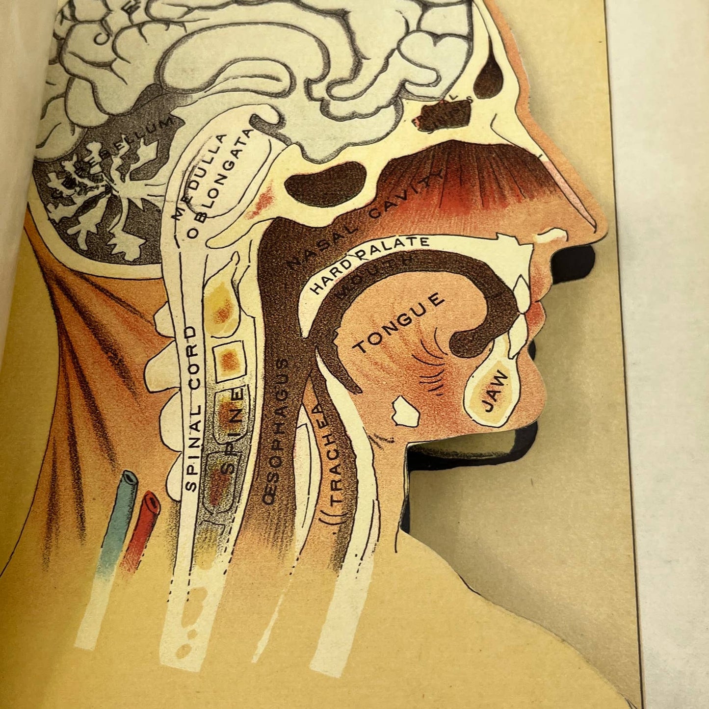 1892 Anatomical Fold-Out Head Skull Brain 6 Sections Bradley & Woodruff AC8