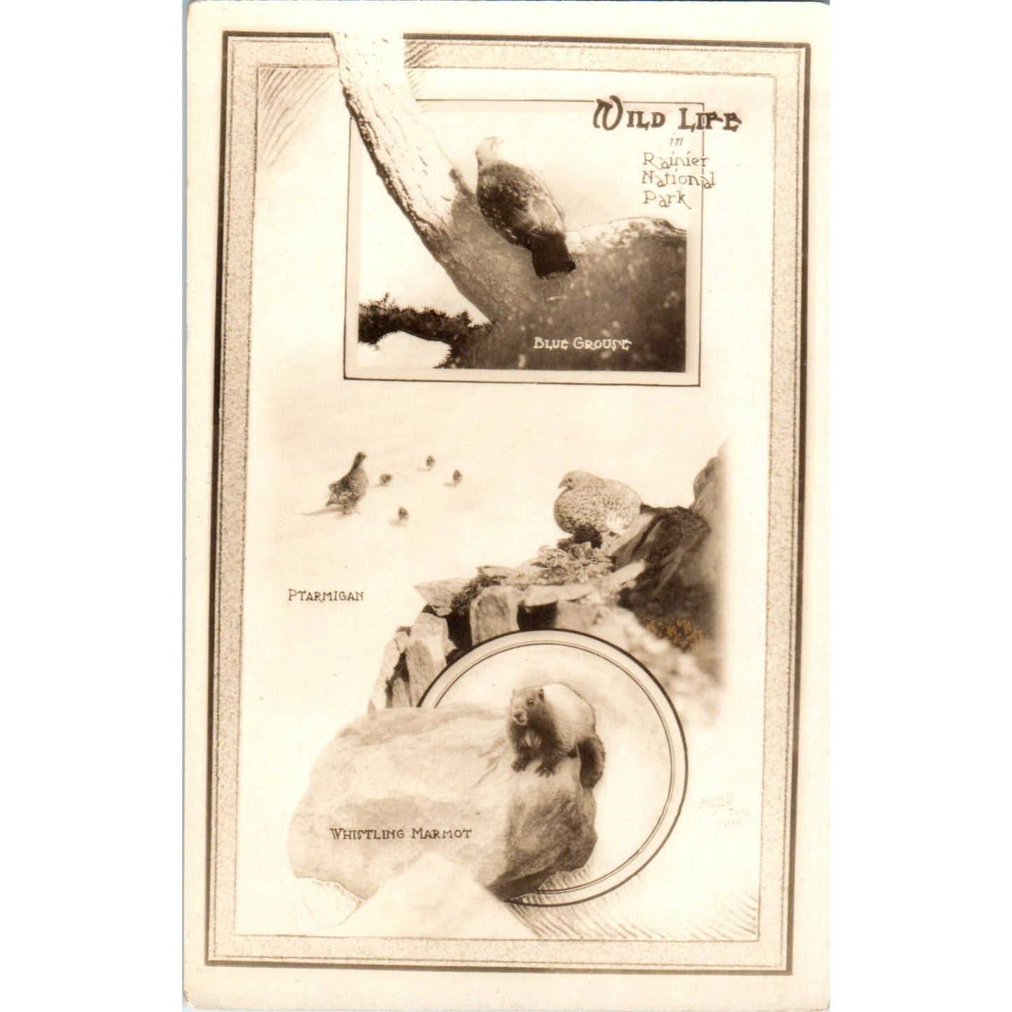 Antique Postcard Wildlife in Rainier National Park Washington TD9