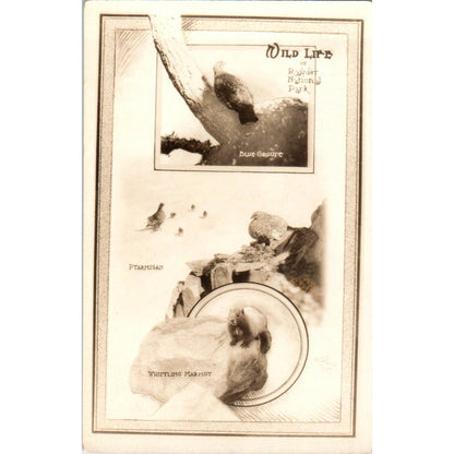 Antique Postcard Wildlife in Rainier National Park Washington TD9
