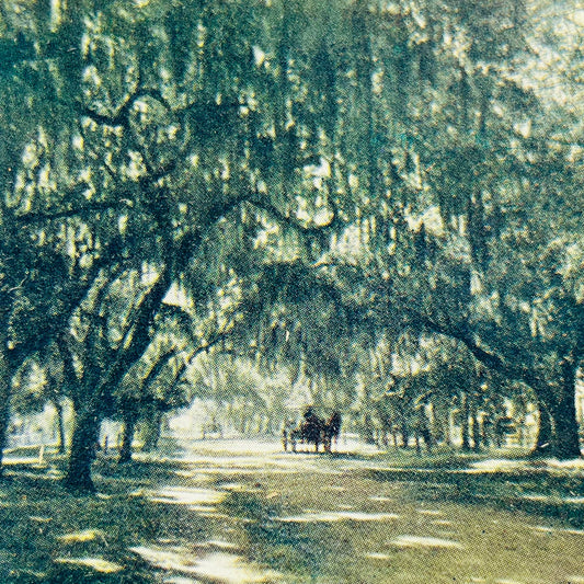 c1900 Stereoview Card Horse & Carriage in Hanging Moss Daytona Florida